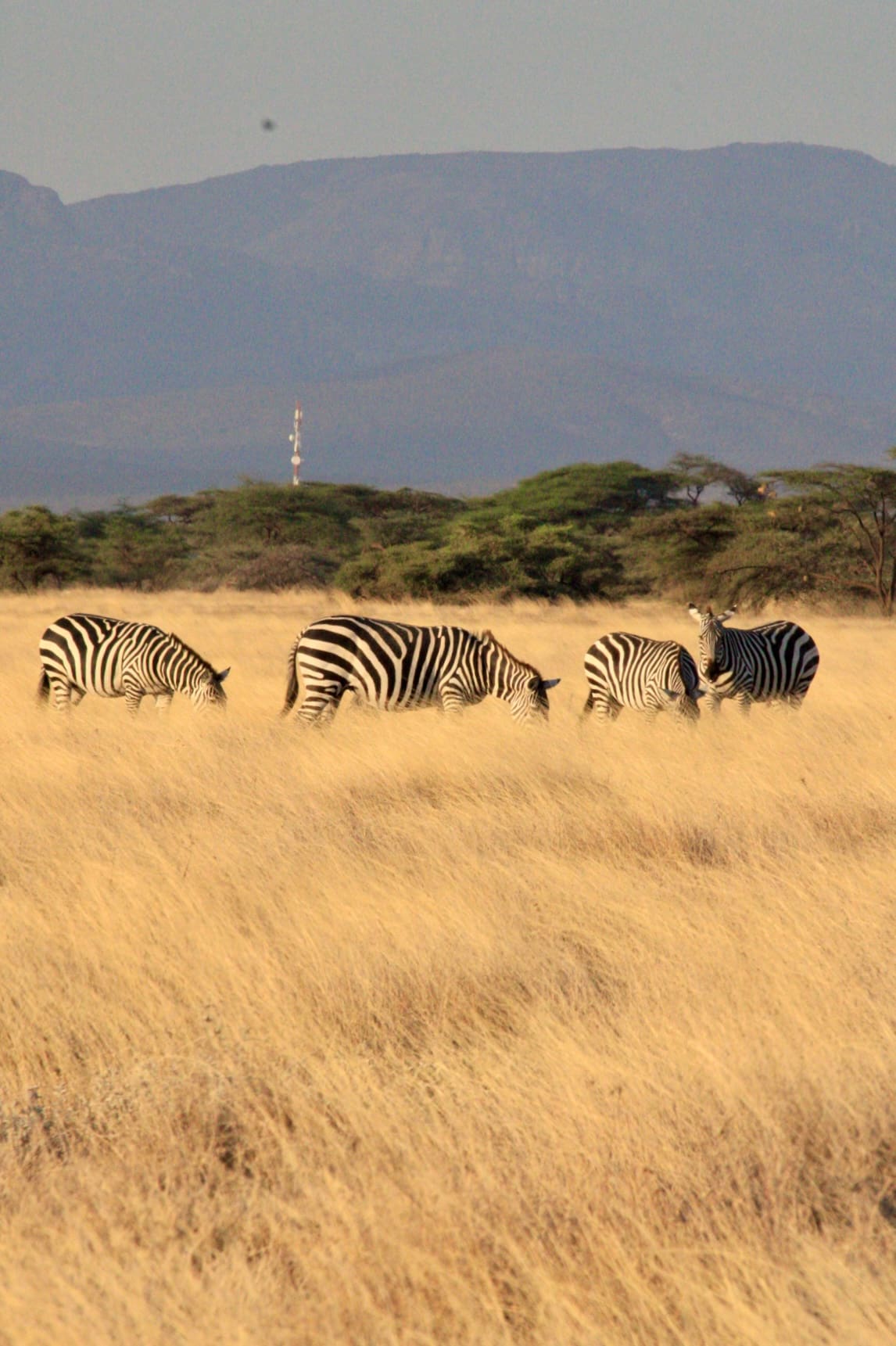Samburu National Reserve