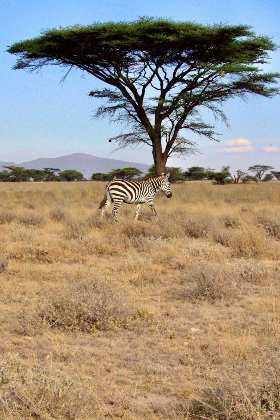 Samburu National Reserve