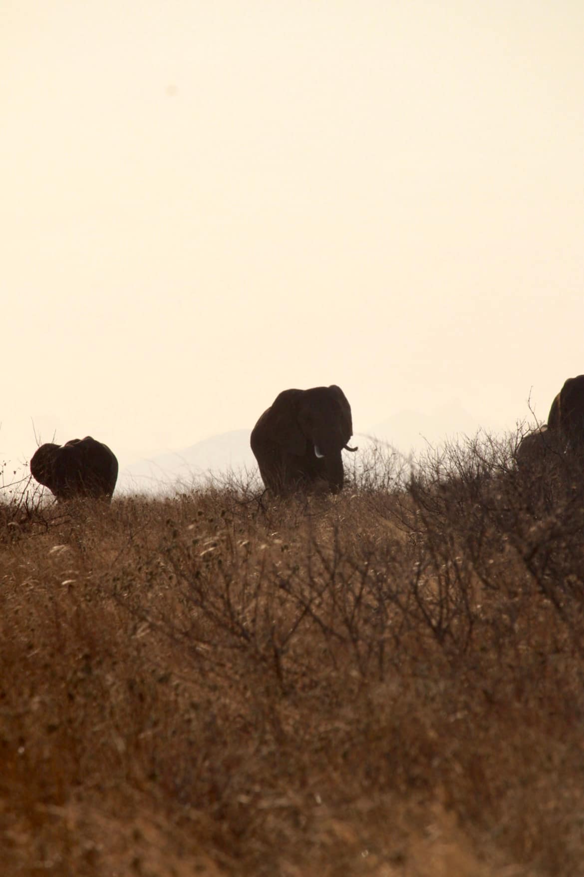 Samburu National Reserve