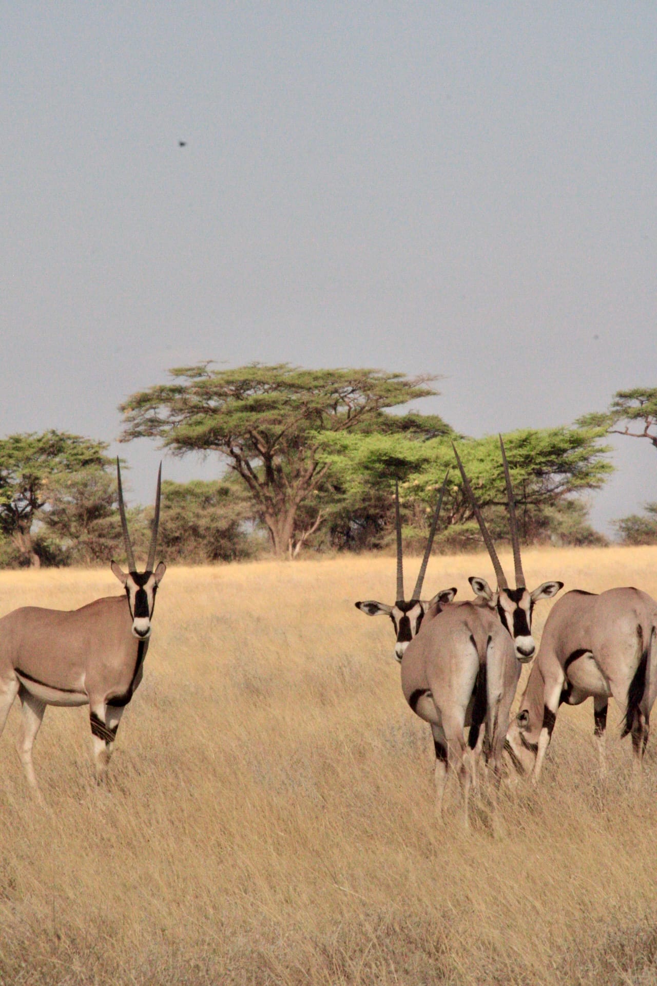 Samburu National Reserve