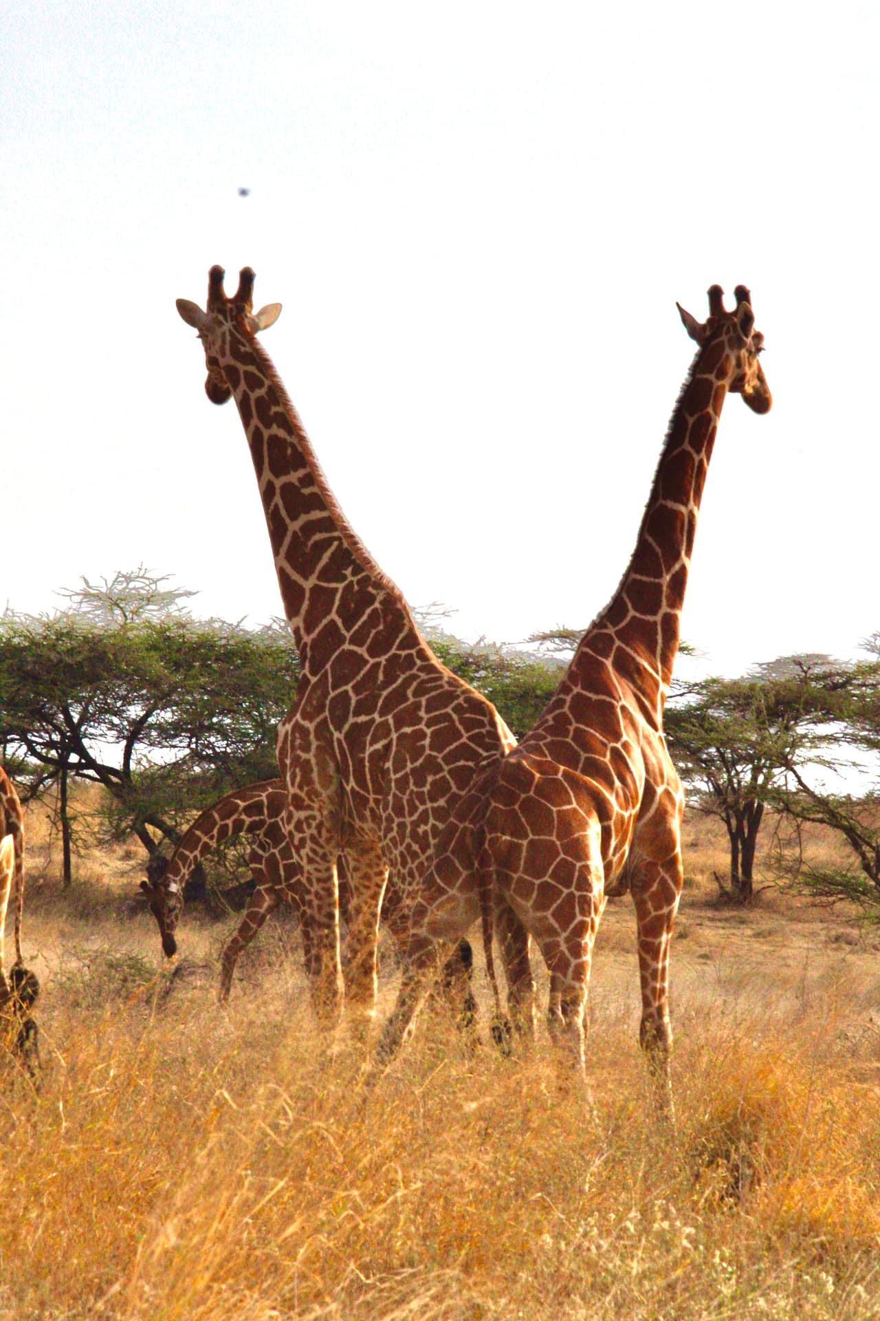 Samburu National Reserve