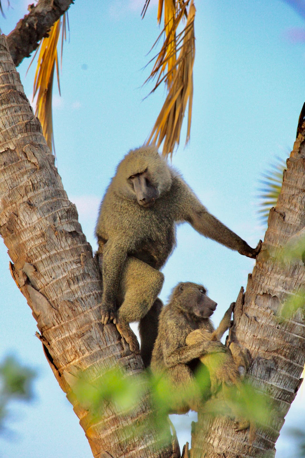 Samburu National Reserve