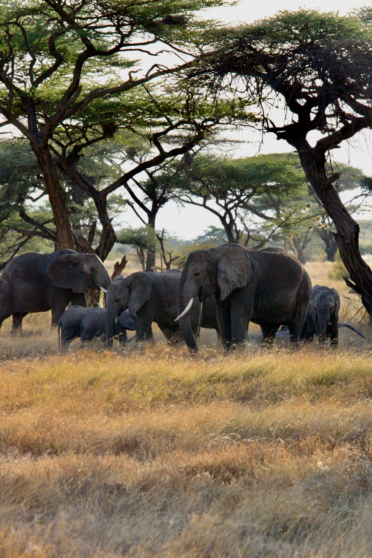 Samburu National Reserve