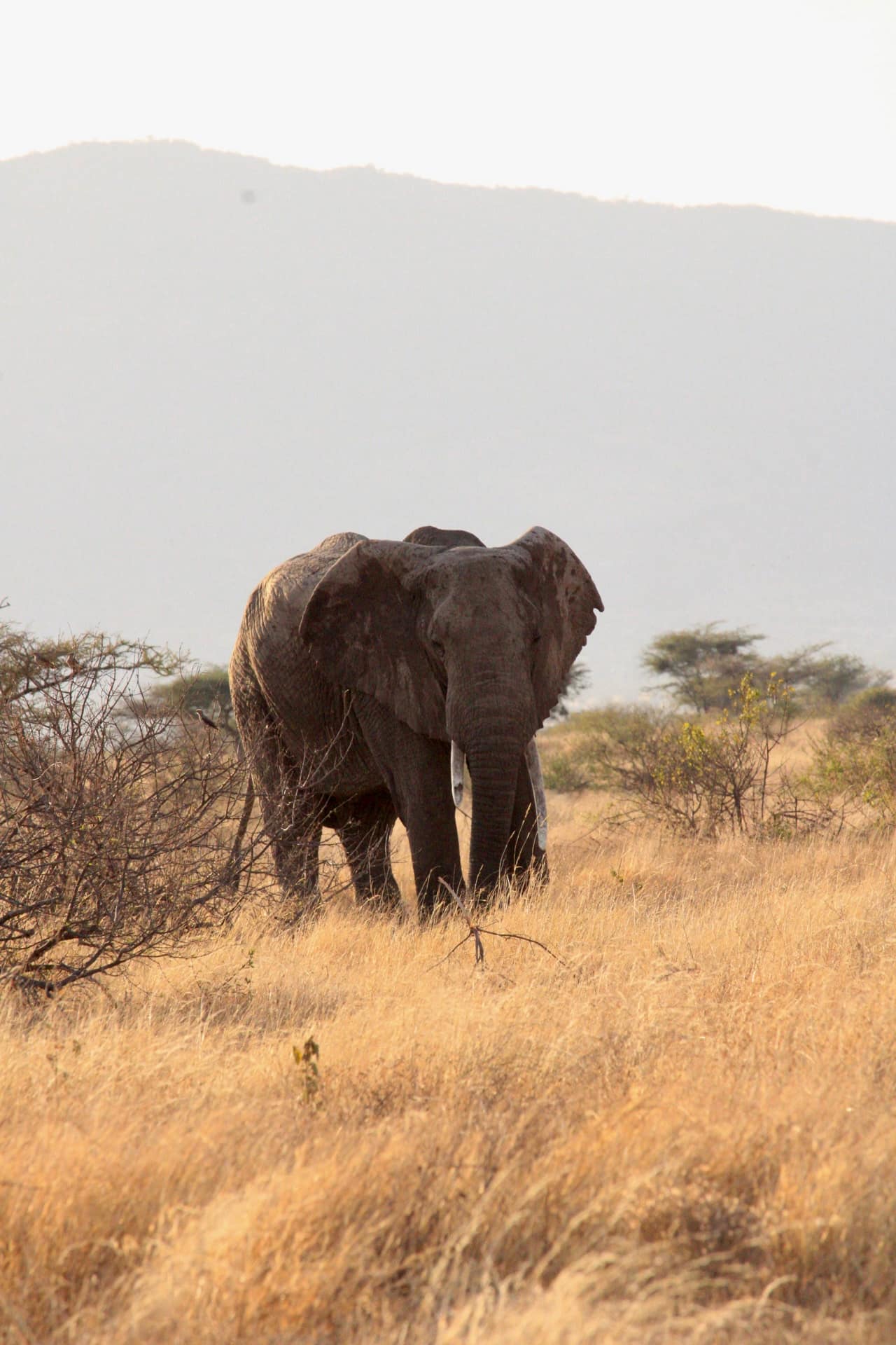 Samburu National Reserve
