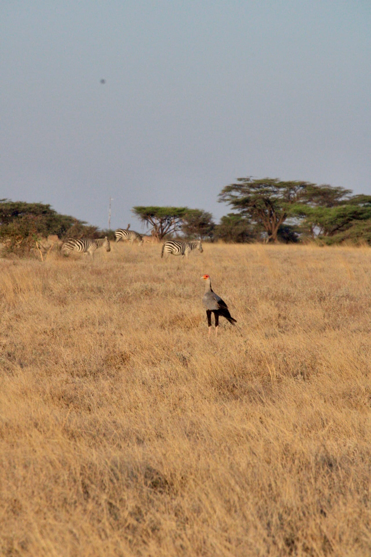 Samburu National Reserve