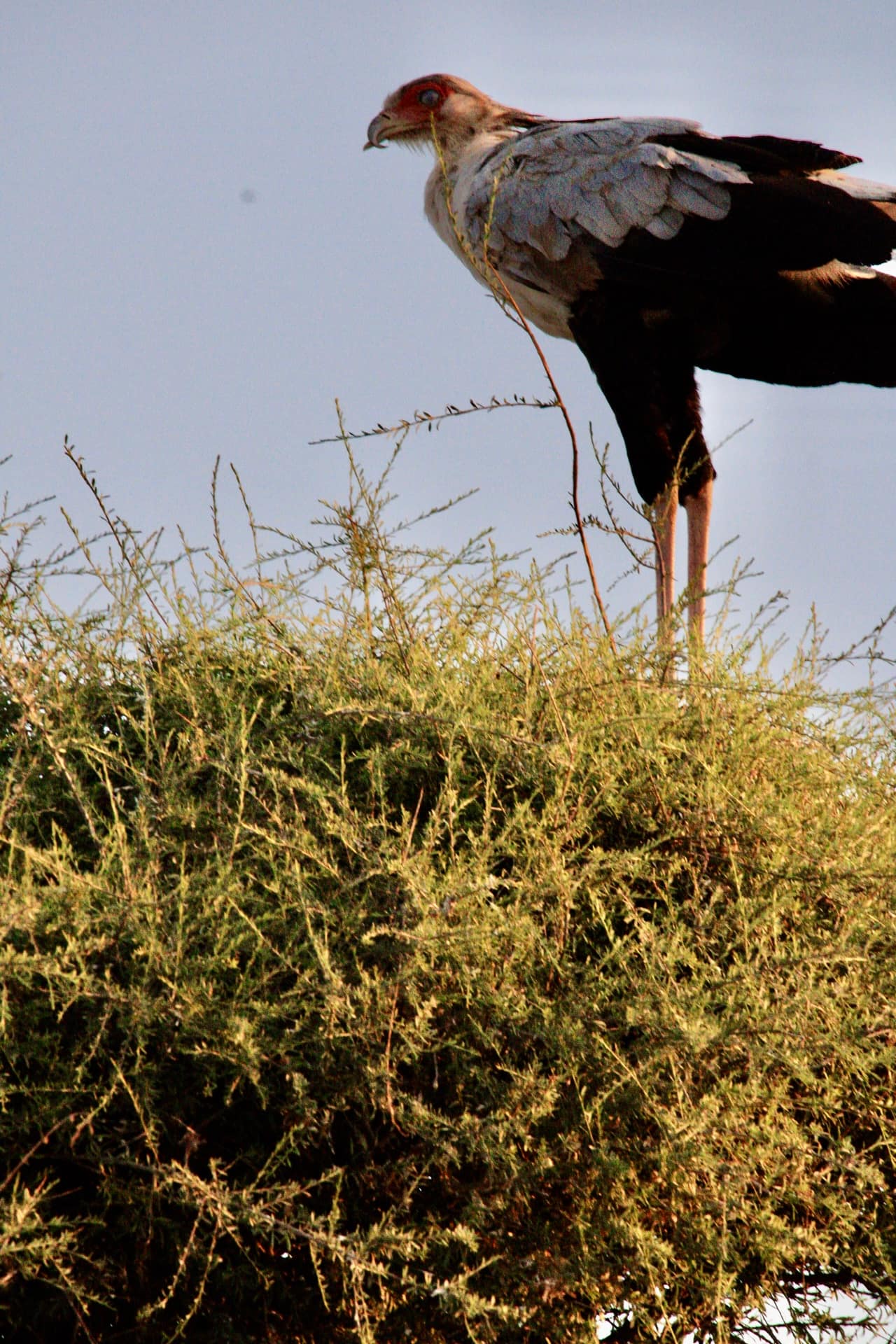 Samburu National Reserve