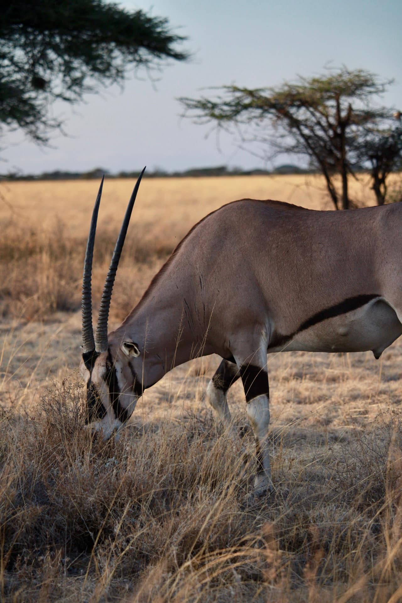 Samburu National Reserve