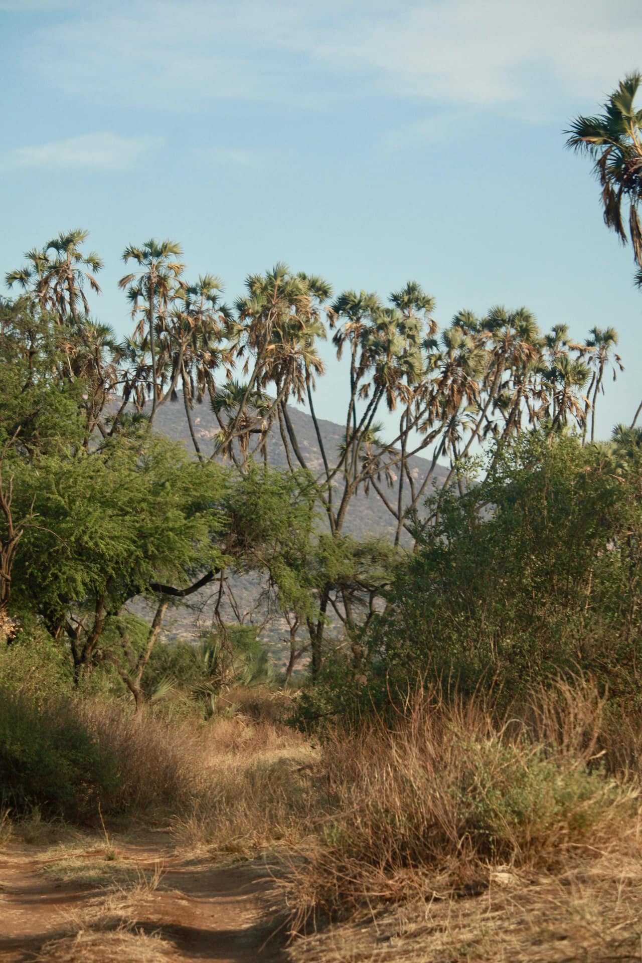 Samburu National Reserve