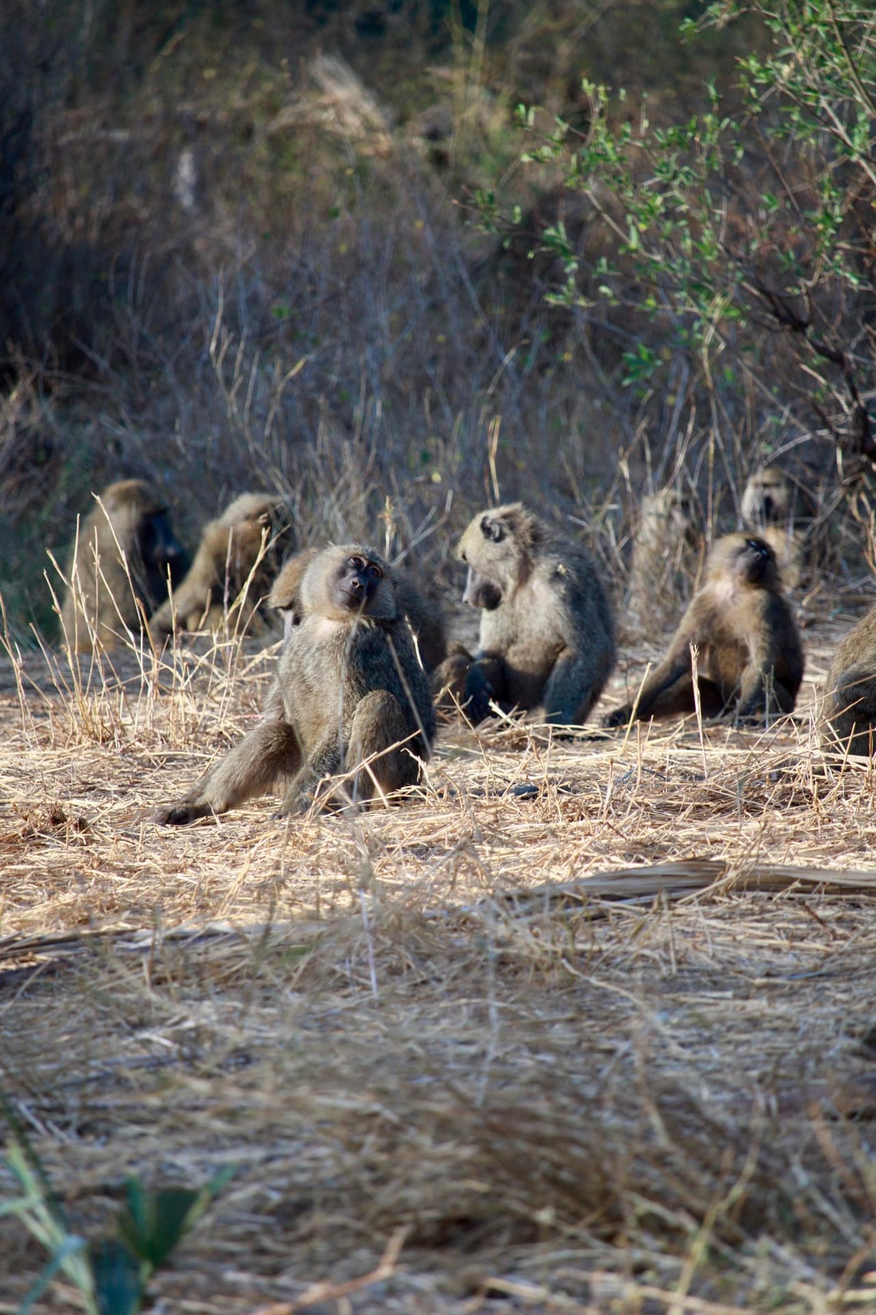 Samburu National Reserve