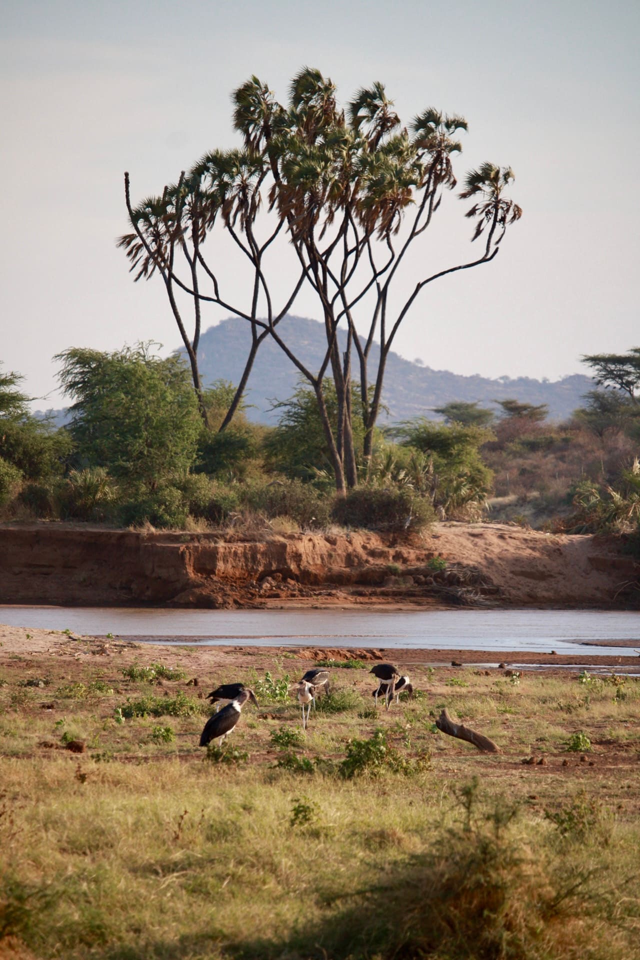 Samburu National Reserve