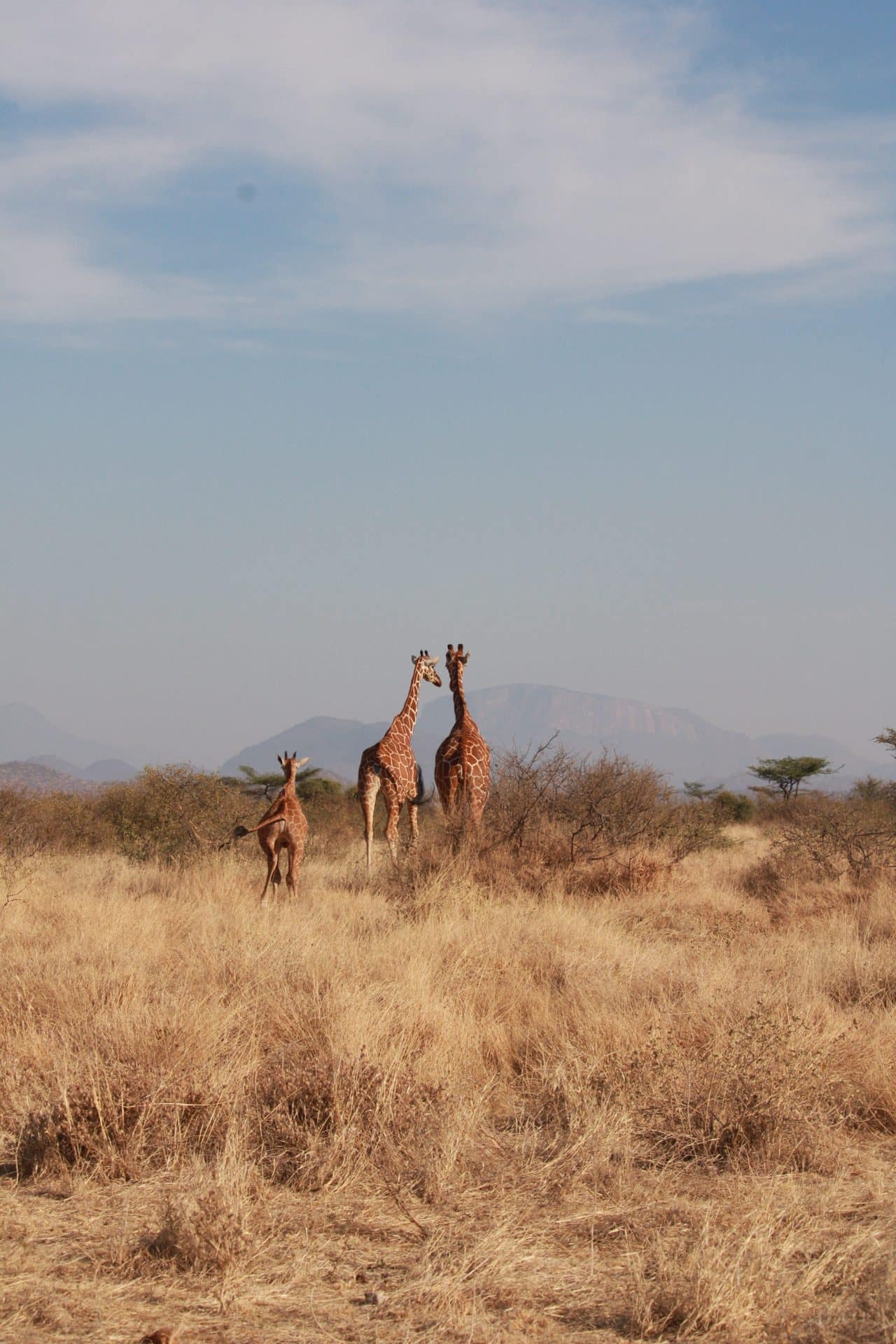 IMG_7403 Samburu National Reserve