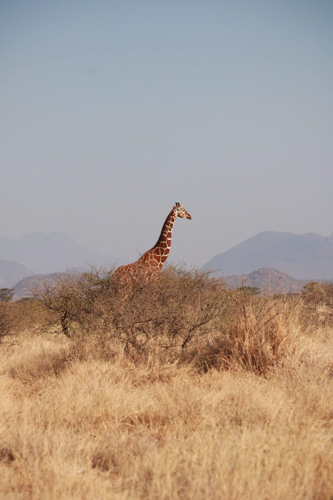 IMG_7414 Samburu National Reserve