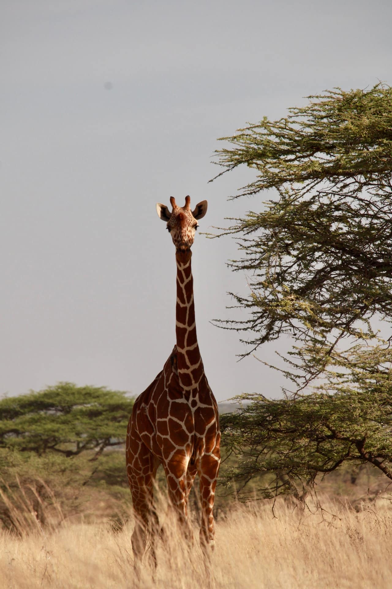 Samburu National Reserve