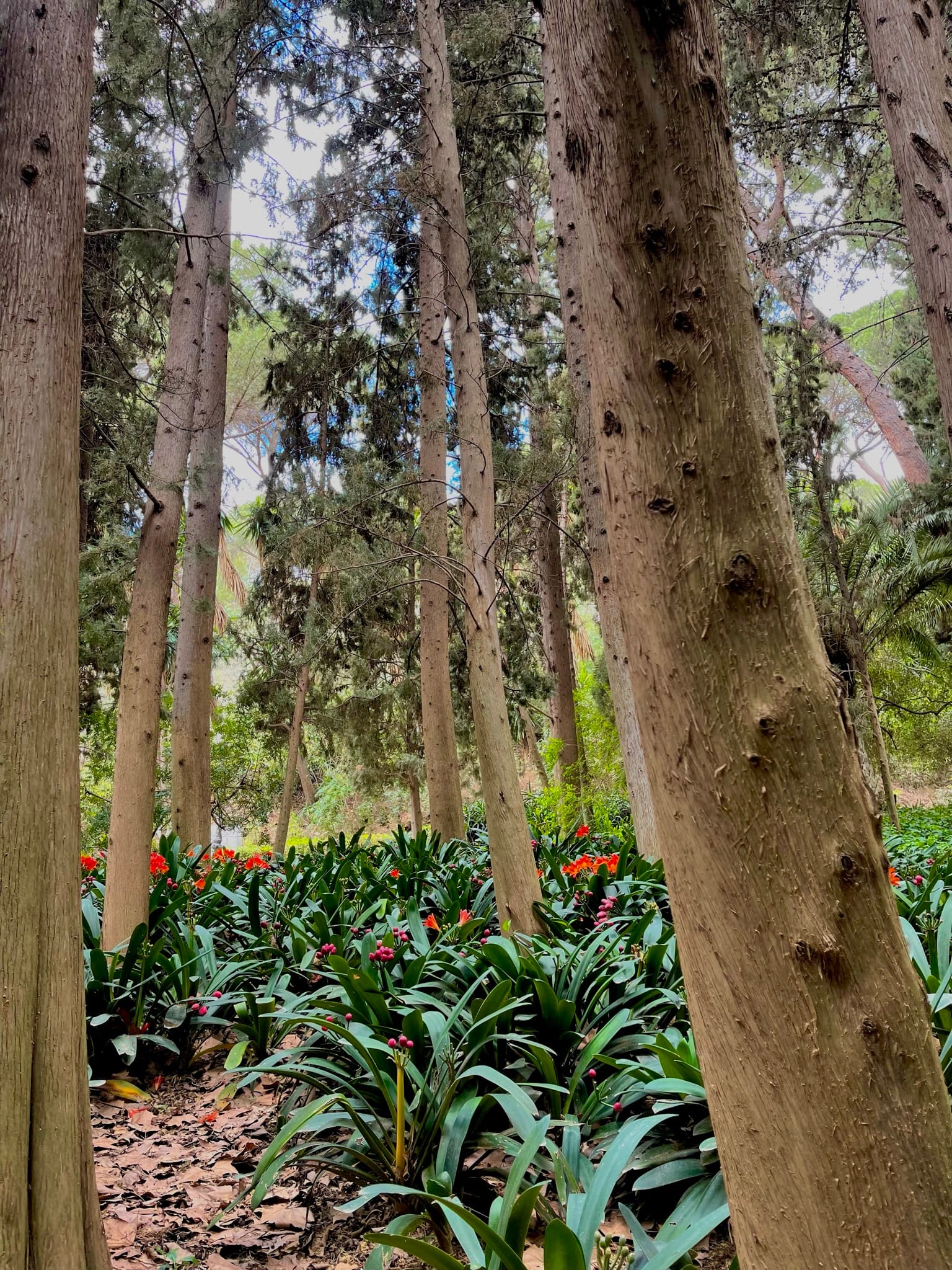 Jardín Botánico-Histórico La Concepción Jardín Botánico-Histórico La Concepción
