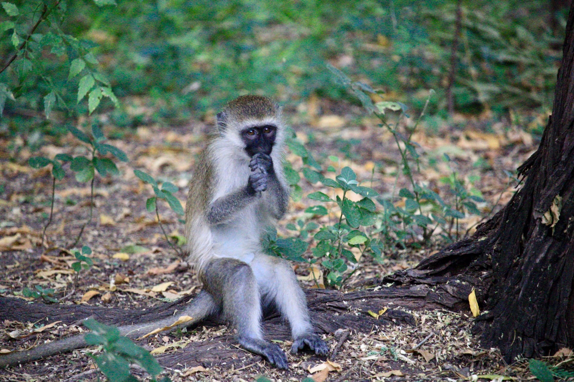 IMG_7079 Samburu National Reserve
